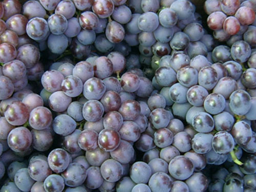 水果配送－葡萄